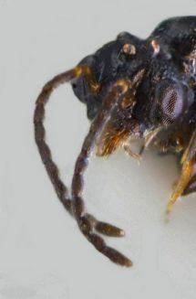 scape Dolichoderus court