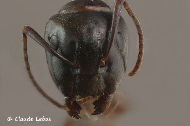 tete Camponotus fallax