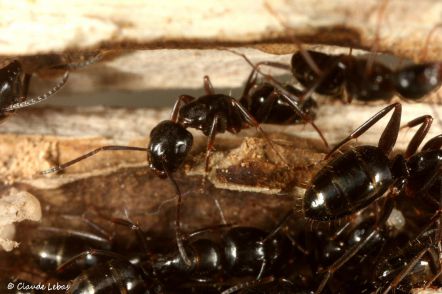fourmi Camponotus fallax