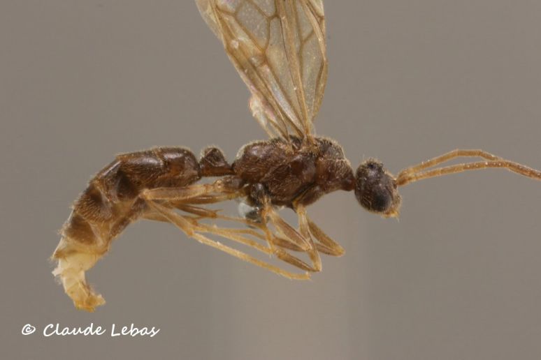 male Cryptopone ochracea