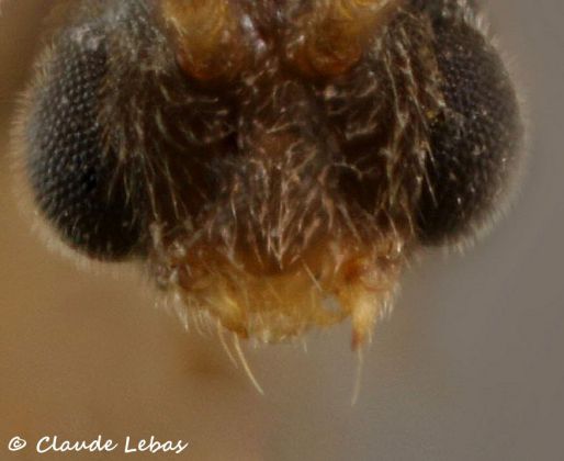 male Cryptopone ochracea