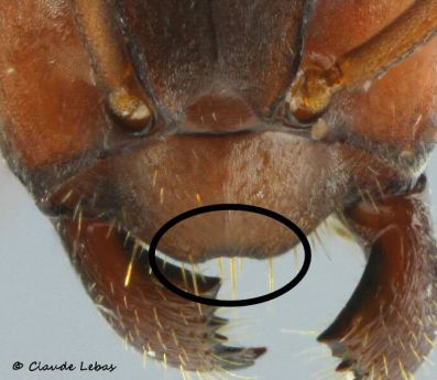 clypeus Formica sanguinea