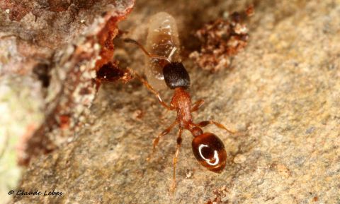 fourmi Leptothorax muscorum