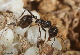 fourmi  Messor bouvieri