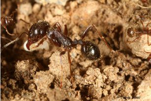 fourmi Messor structor