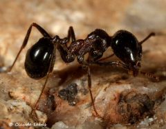 fourmi Messor wasmanni