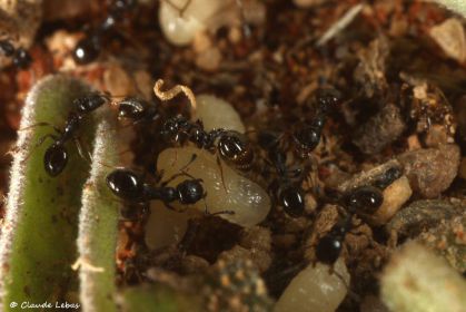 fourmi  Temnothorax niger