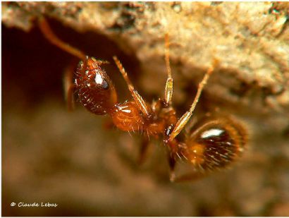 fourmi Temnothorax recedens
