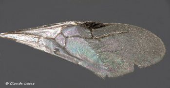 aile anterieure d‘une reine  Leptothorax acervorum