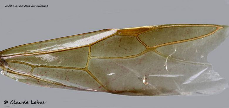 aile fumée de mâle Camponotus herculeanus