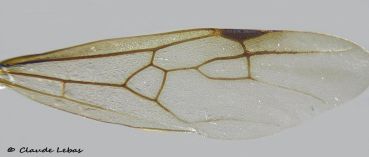 aile antérieure de Messaor barbarus