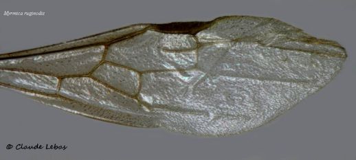 aile de gyne Myrmica ruginodis