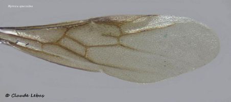 aile antérieure de reine Myrmica specioides