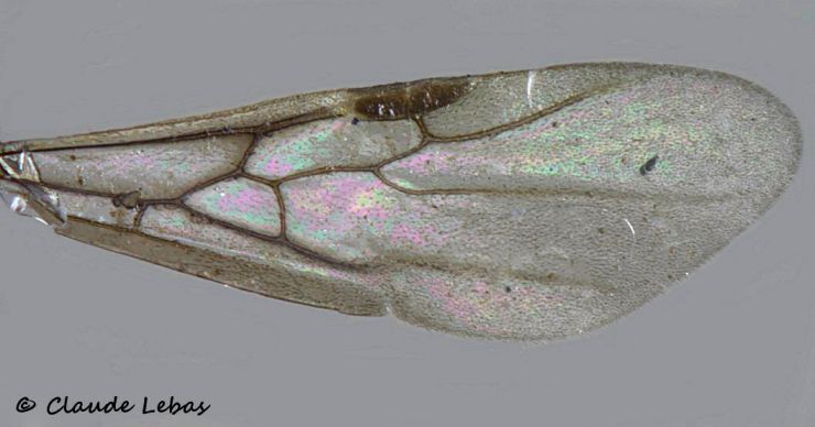aile de gyne Solenopsis galica légèrement fumée
