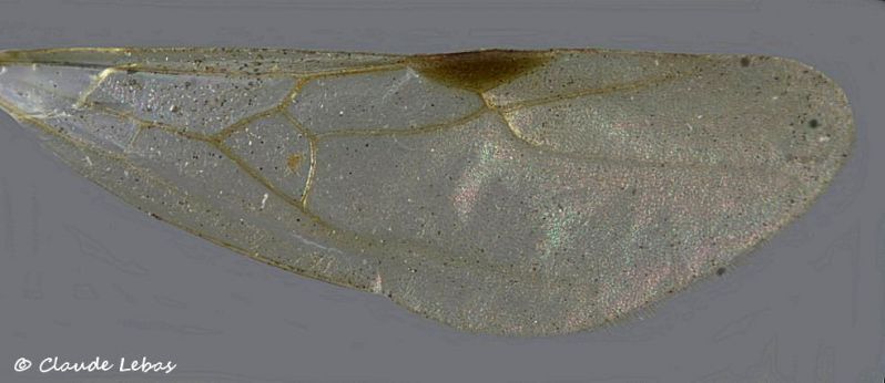 aile anterieure Tetramorium forte