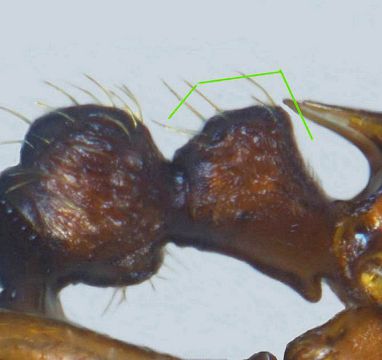 petiole de la gyne Myrmica lobulicornis