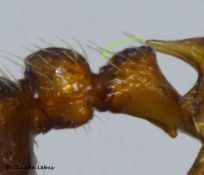 petiole de reine Myrmica specioides