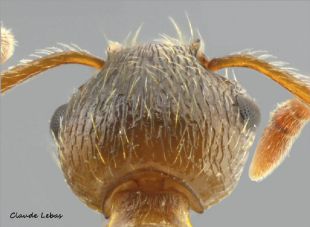 scape courbé Myrmica rubra