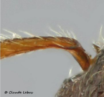 scape  Myrmica scabrinodis