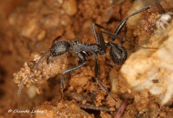Aphaenogaster senilis