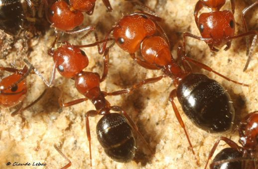 fourmi Camponotus lateralis