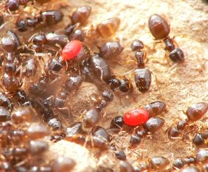 ouvrieres Plagiolepis