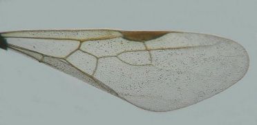 aile de reine Aphaenogaster subterranea