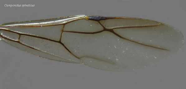 aile Camponotus sylvaticus