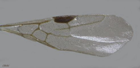 aile Dolichoderus quadripunctatus