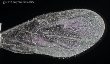 aile de reine Bothriomyrmex meridionalis