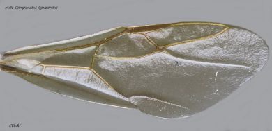 aile du mâle Camponotus ligniperdus