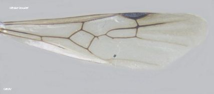 aile de reine Messor bouvieri