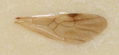 aile antéreire de Messor structor