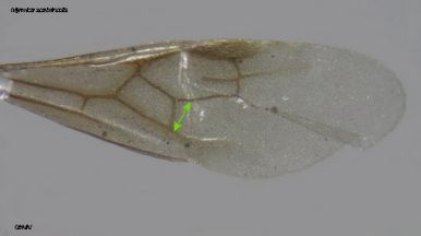 aile antérieure de reine Myrmica scabrinodis