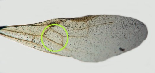 aile antérieure de gyne Myrmica schencki