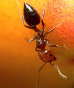 fourmi  Crematogaster scutellaris