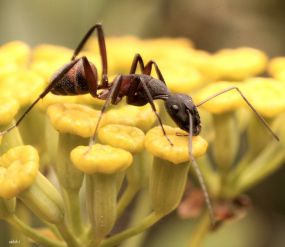 fourmi Camponotus cruentatus