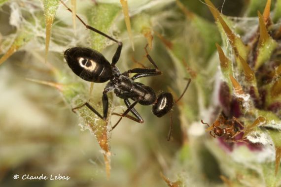 fourmi Cataglyphis piliscapus