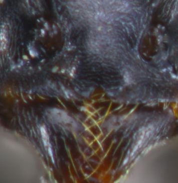 clypeus de reine Tapinoma erraticum