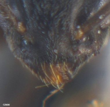 clypeus de reine Tapinoma pigmaeum