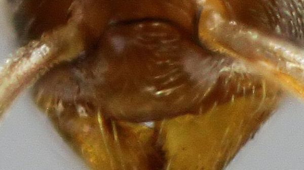 clypeus étroit de Bothriomyrmex corsicus