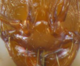 ouvrière Aphaenogaster dulcinaea