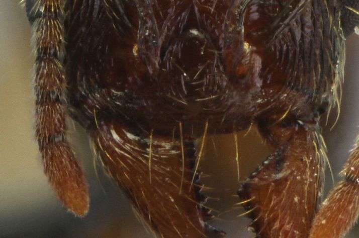 bord droit du clypeus