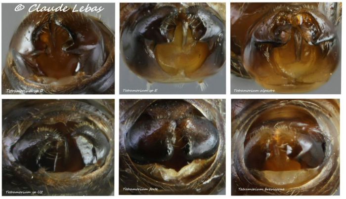 comparasion genitalias des mâles Tetramorium