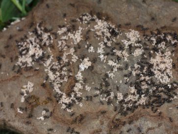 fourmis  Crematogaster auberti