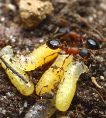 couvain Leptothorax acervorum