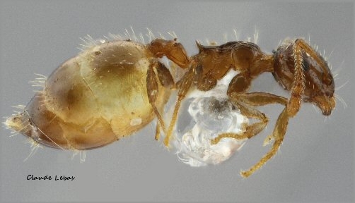 ouvriere Crematogaster sordidula