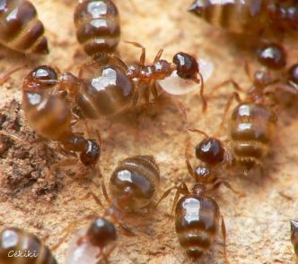 fourmi Crematogaster sordidula