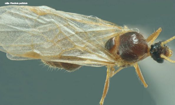 male Pheidole pallidula