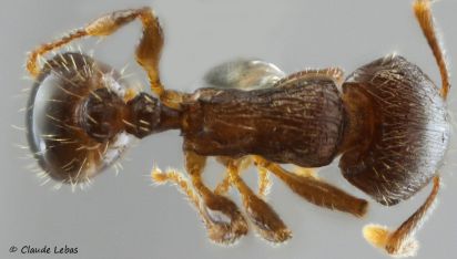 vue dorsale d‘une ouvriere Tetramorium brevicorne